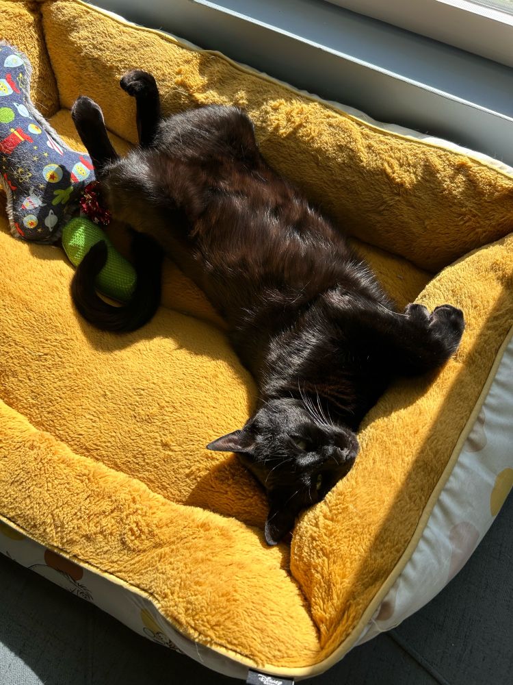A black cat laying luxuriously on a yellow bed with toys scattered around him. 
