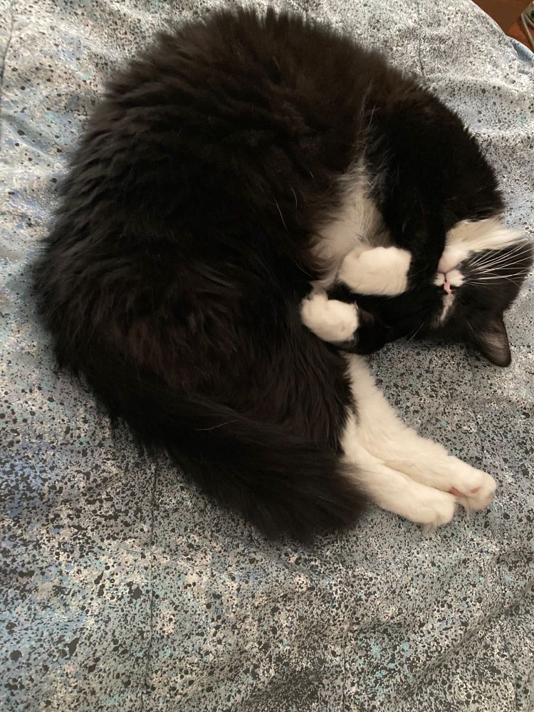 A black and white cat sleeping on a blue splatter paint bedspread.