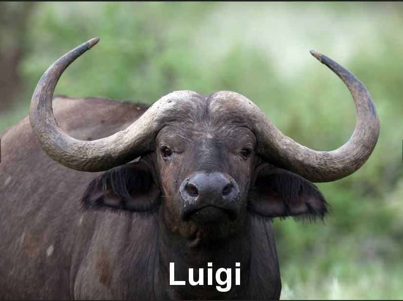 a photograph of a Cape Buffalo, with the name "Luigi" superimposed in white.