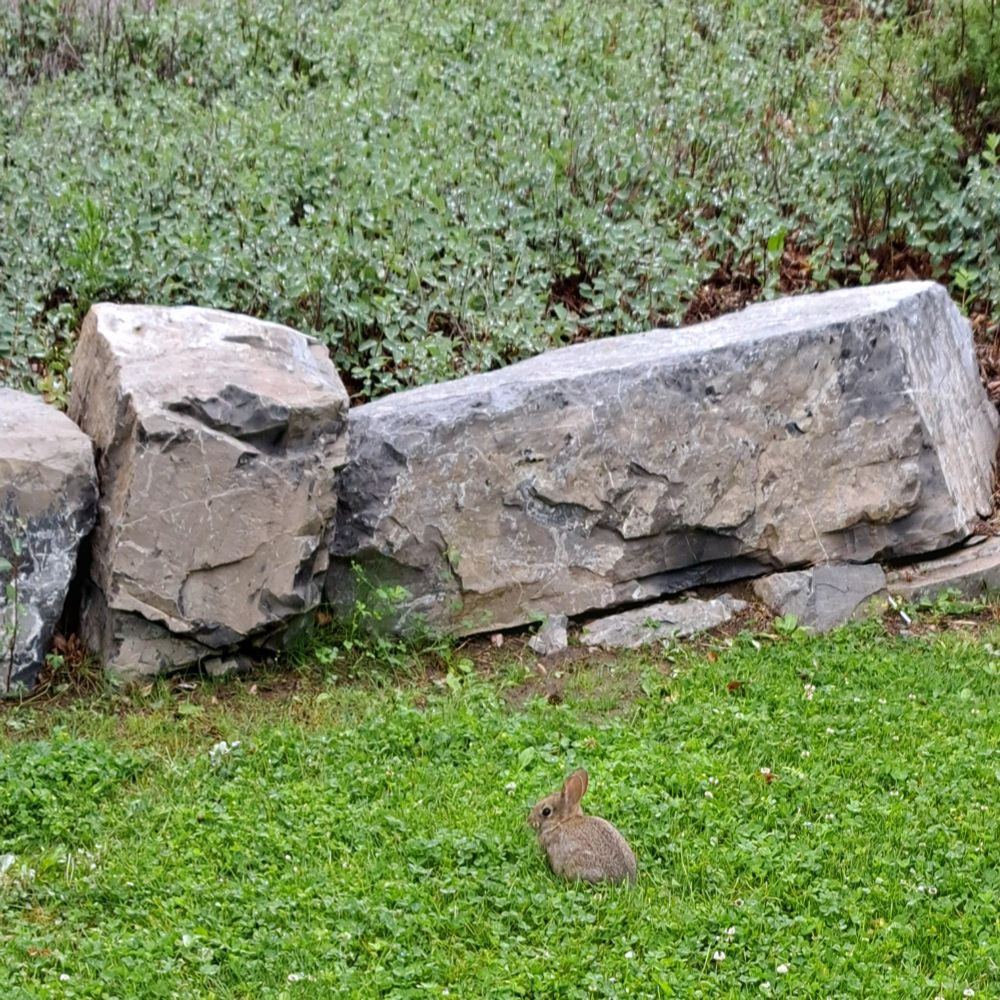 Picture of a small bunny rabbit in front of some rocks