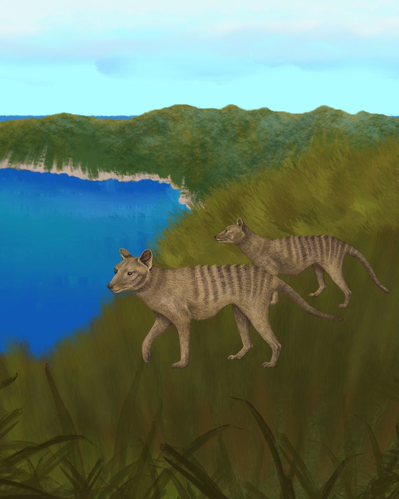 Thylacines drawn on a grassy cliff near water's edge. 
