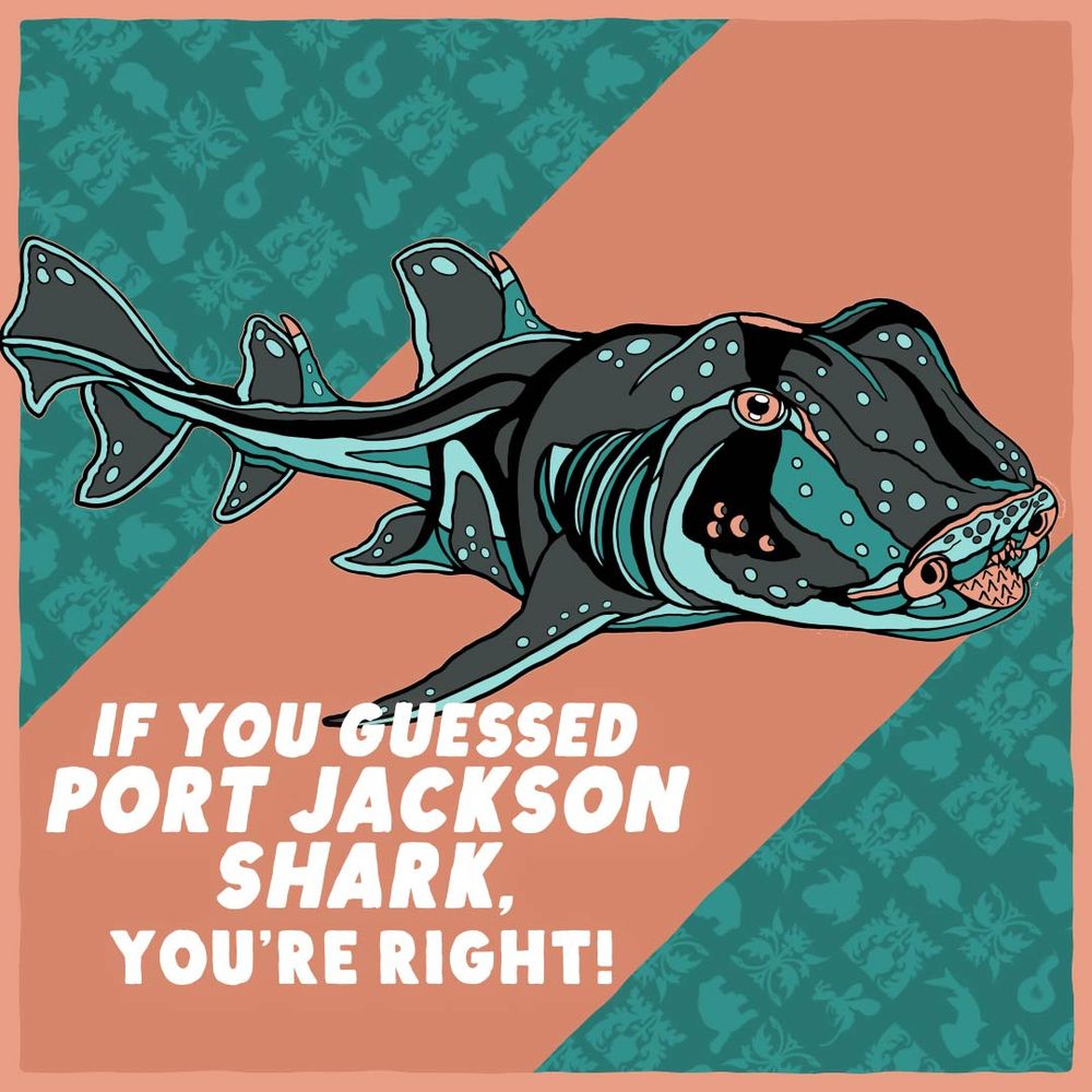 IF YOU GUESSED PORT JACKSON SHARK YOU'RE RIGHT!
Center image of a Port Jackson Shark illustration which is also our pin club monthly pin design. 