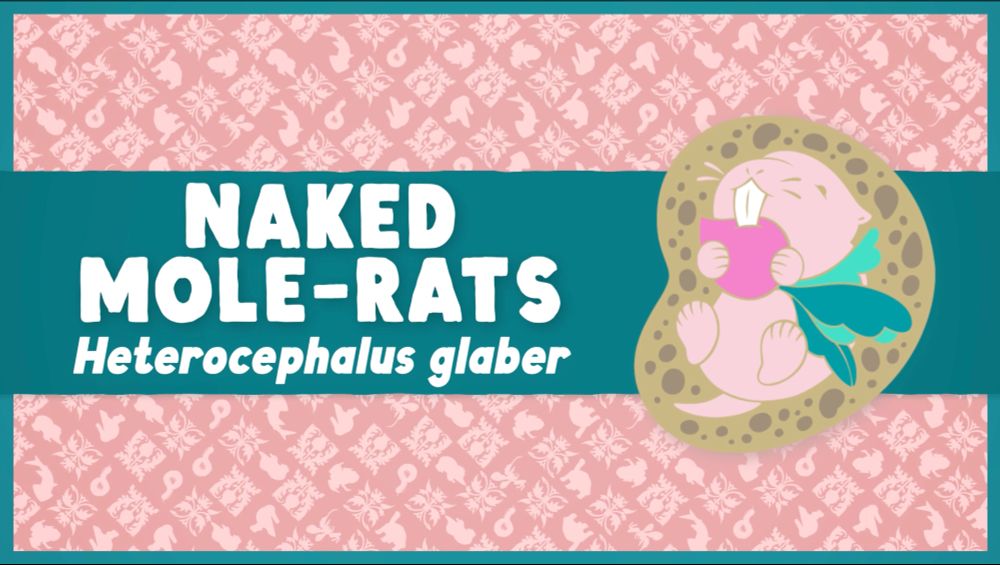Naked Mole-Rats (Heterocephalus glaber) with a lil illustration of a naked mole-rat munching on a radish
