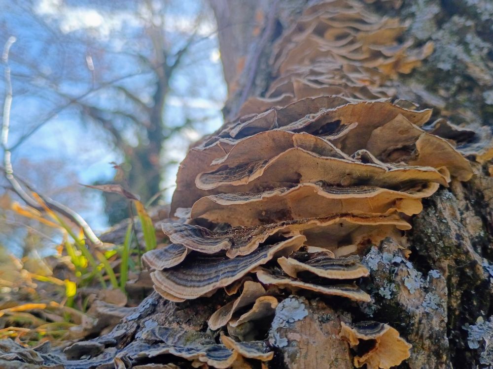 Close-up of bracket fungi growing in layered clusters on the side of a tree trunk. The fungi have wavy, shelf-like caps in shades of tan and brown with subtle striping. The background is softly blurred, showing blue sky, tree branches, and patches of green grass near the base of the trunk.