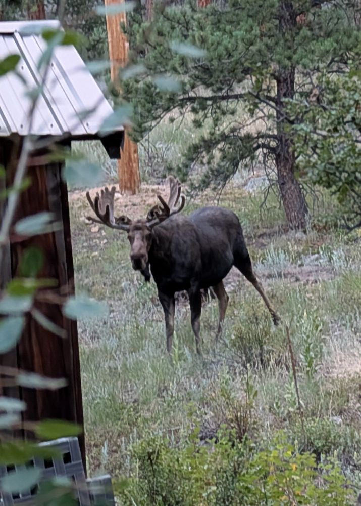 A bull moose looking at the camera.