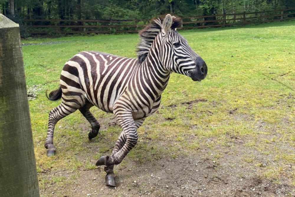 Bring on the dancing zorses: North Bend continues search for 'wayward zebra'