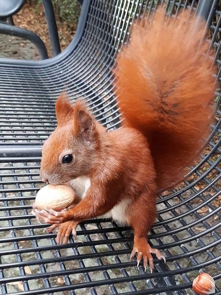 Eichhörnchen sitzt auf einer Bank und hält eine Walnuss in den Vorderpfoten.