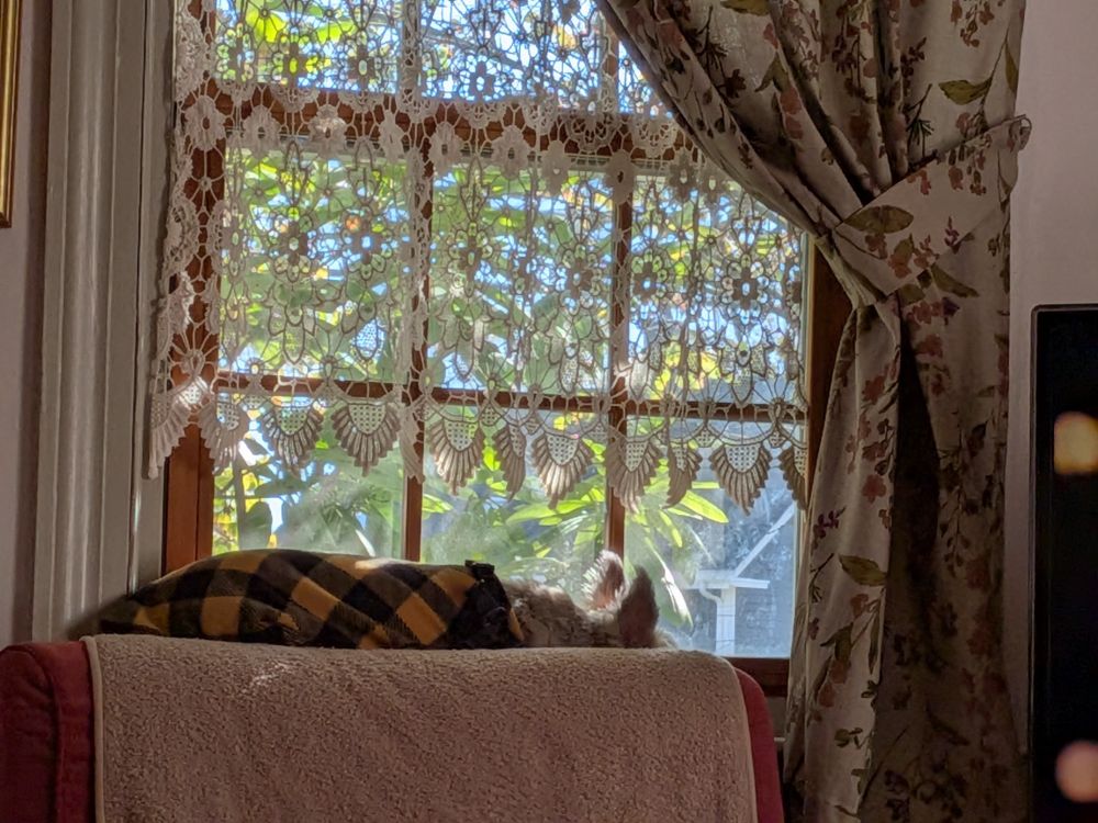 A dog sleeping along the back of a chair against the window, ears perked up.