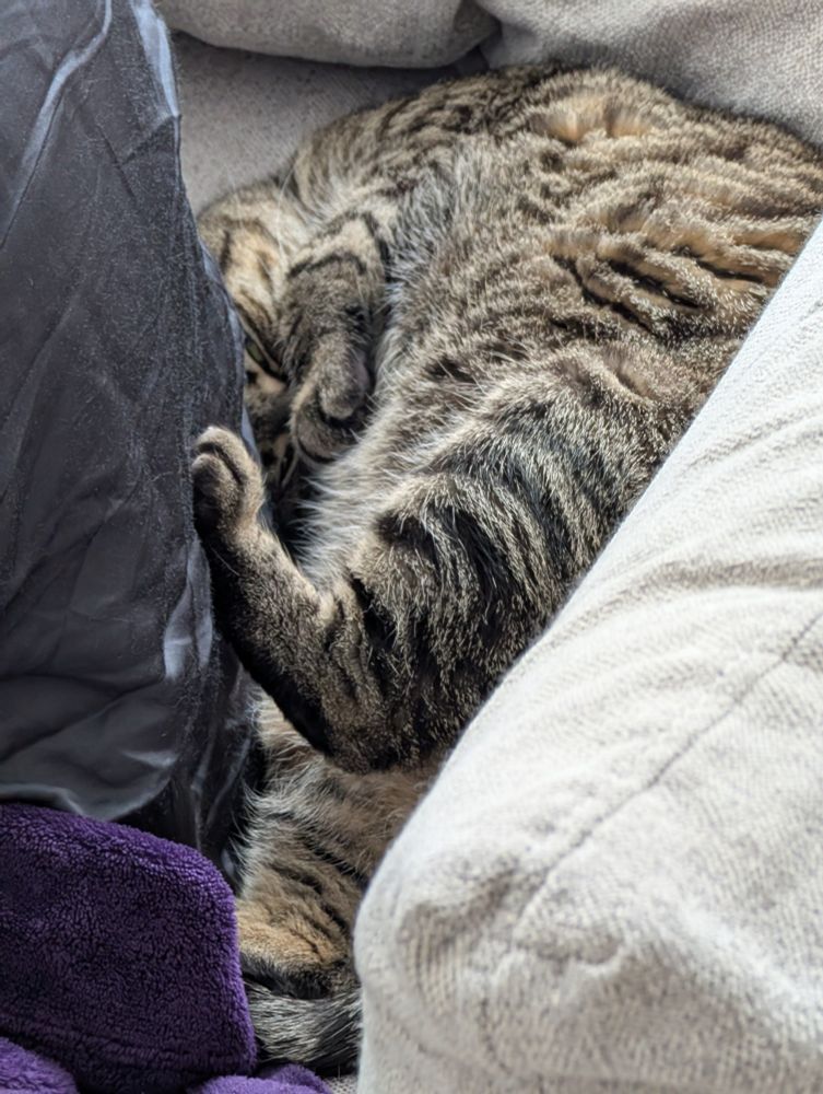 World's best and cutest cat sleeping in a sprawling position 