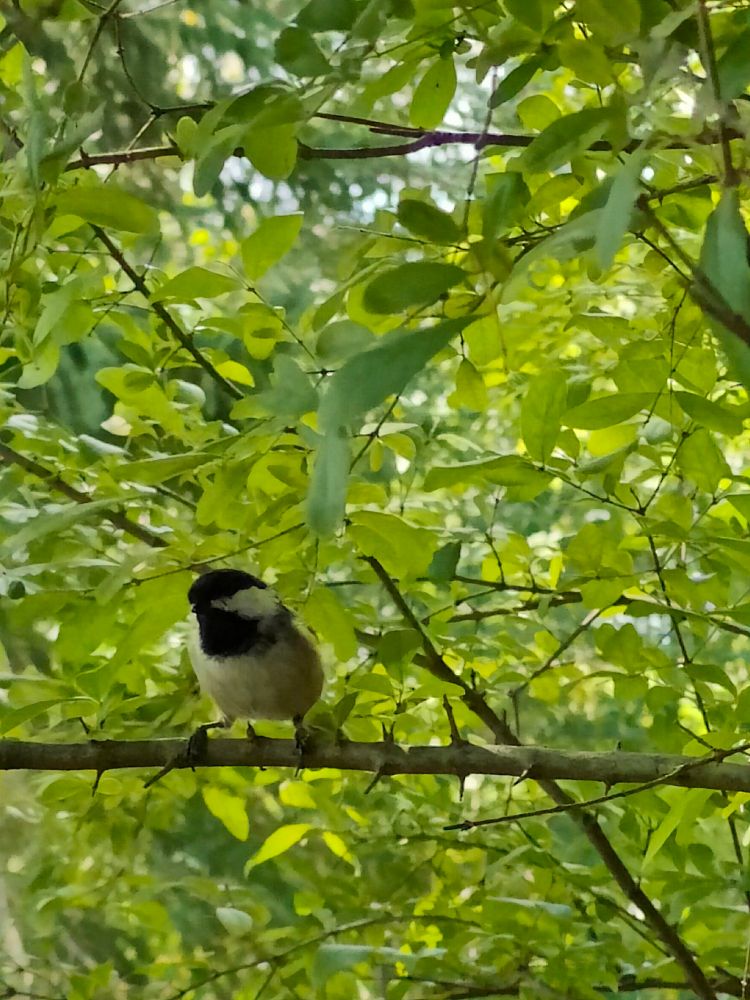 A small black brown and white bird