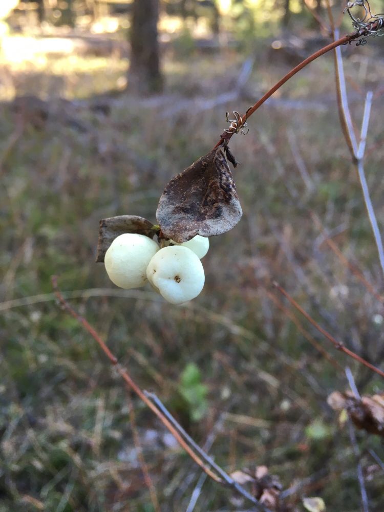 A cluster of white berries on a thin branch.