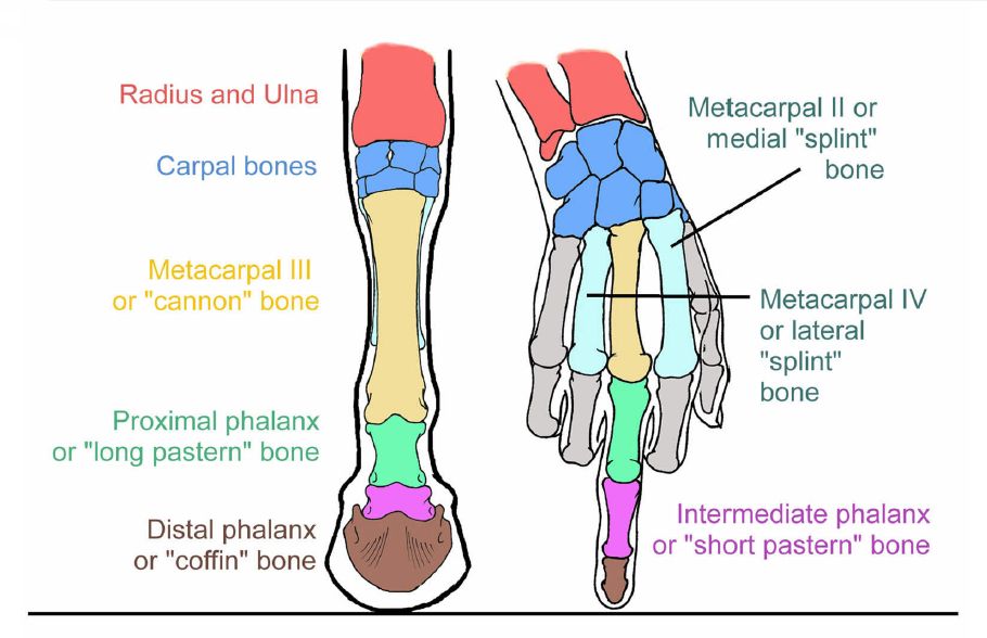 Diagram of a horse's lower leg and hoof bones, labeled with anatomical terms including metacarpal, phalanx, carpal bones, radius, and ulna. This is compared to the bones in the human hand, shown to the right of the hoof.