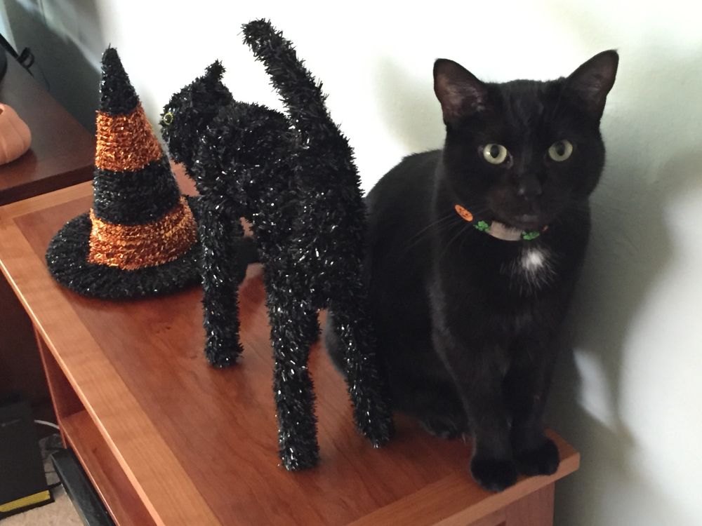 Marlowe, a black cat with green eyes, sits next to some Halloween decorations (a witch’s hat and a black cat) . He has a small white blaze on his chest and a festive Halloween collar.
