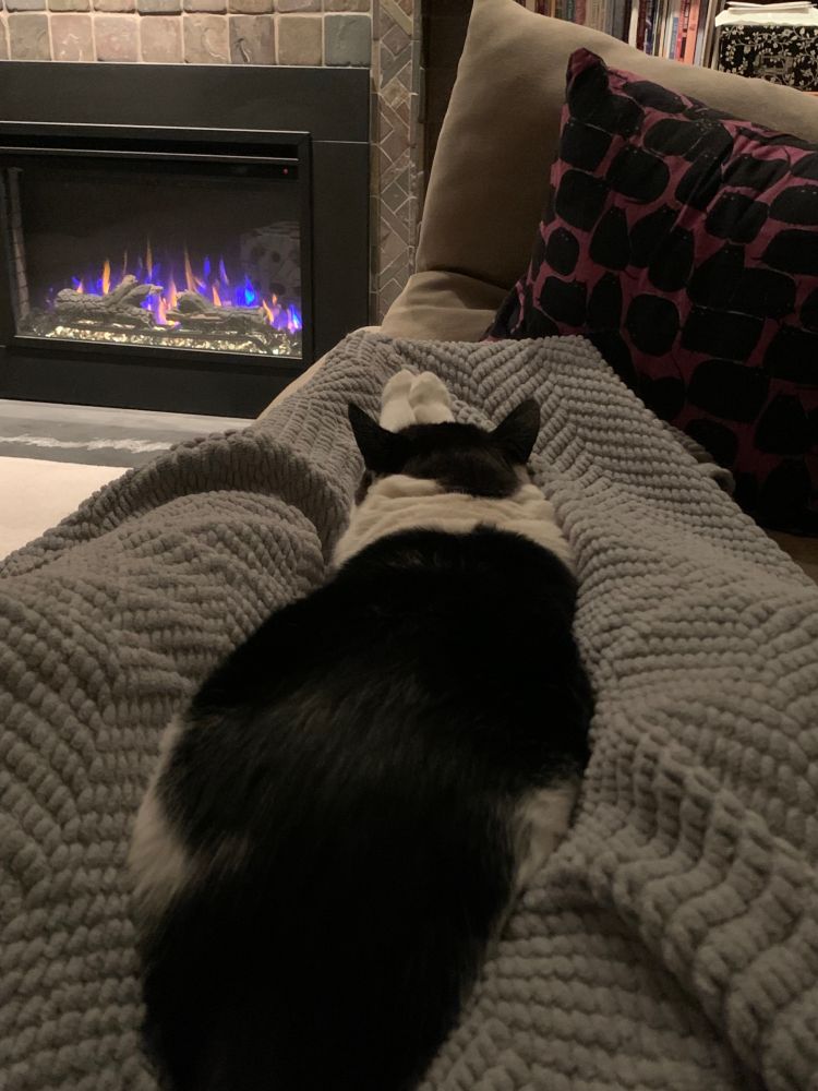 A black and white cat stretches out on a lap, Superman-style, before a cozy faux fireplace.