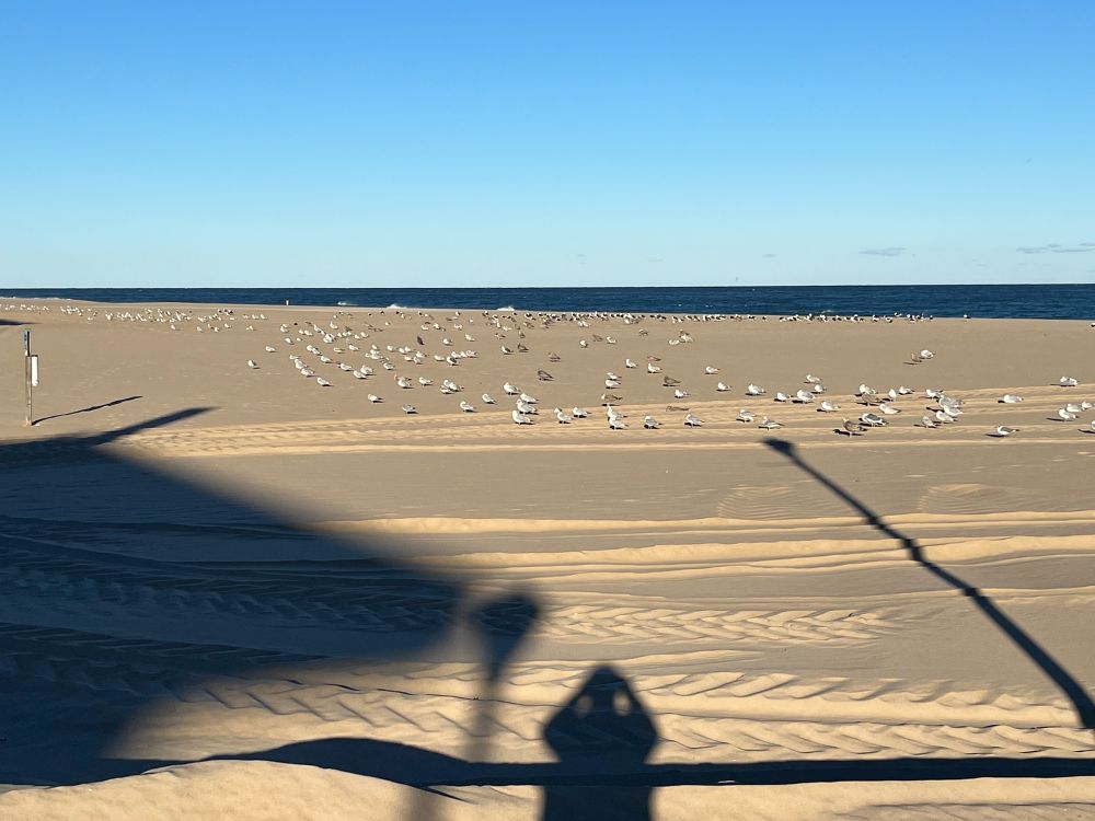 Seagulls on the beach 