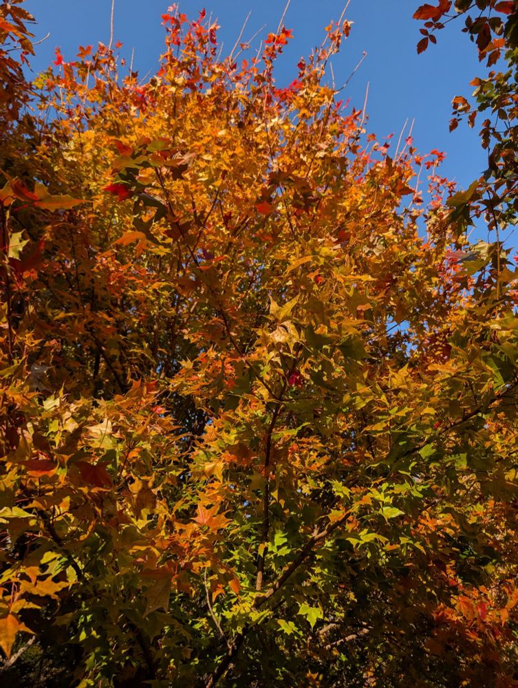A tree (maybe maple?) with light green, bright yellow, strong orange, and rich red leaves