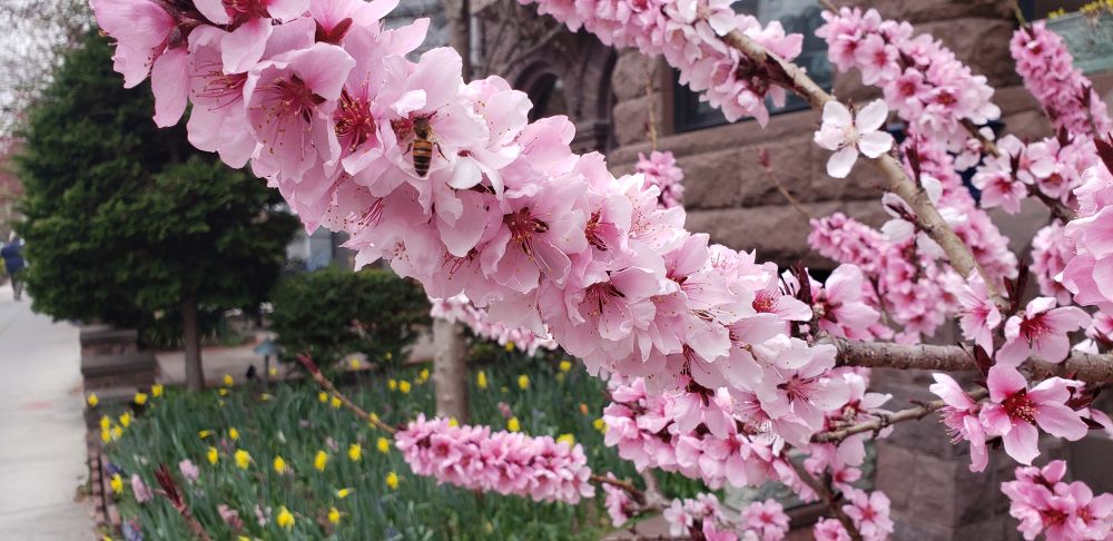 Cherry blossoms. Rows of close pink soft-petaled blooms with darker-pink centers, clustering along a branch on all sides. I did not notice a scent but the arrangement was dense, beautiful, remarkable. Love to you.