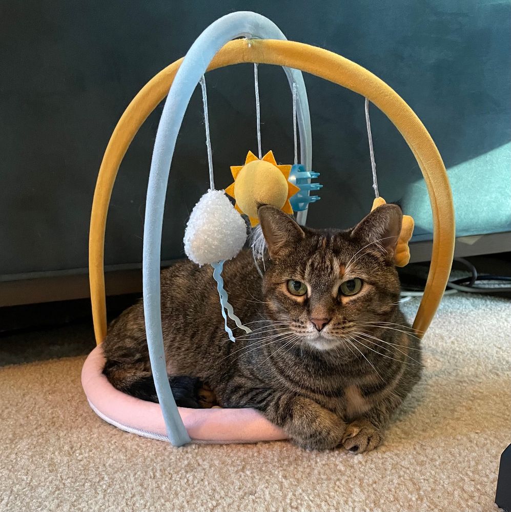 A gray striped cat lays curled up in a bed shaped like a baby’s play mat, complete with dangling toys. The cat stares at the camera, adorable—a trap. She is sassy and feisty and very, very mouthy.