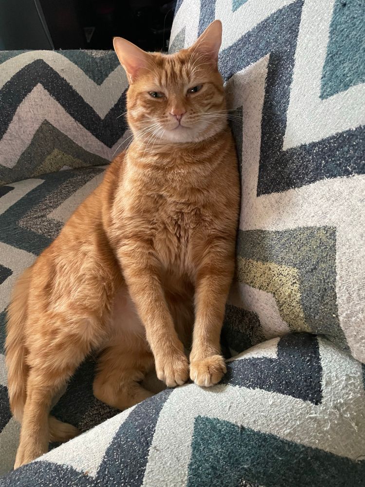 Sleepy orange cat sits upright in an armchair with his eyes narrowed, judging all of the photographer’s life choices and finding them wanting.