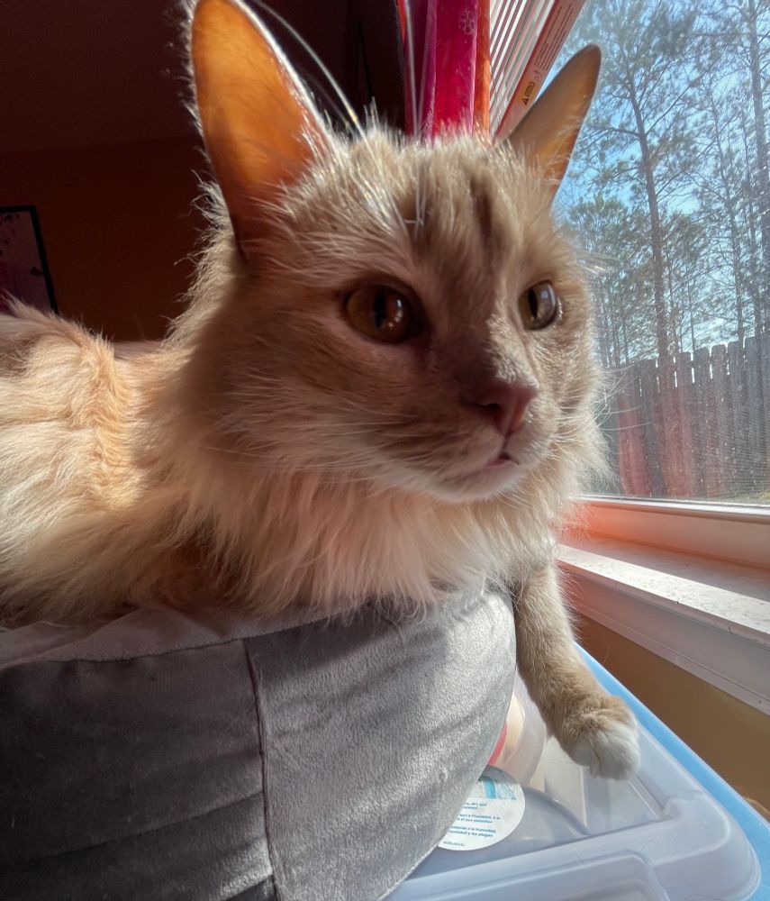 Unbearably adorable orange fluffy cat lays on a pillow and stares directly at the camera, not a single thought in his pretty head. Boop his nose!