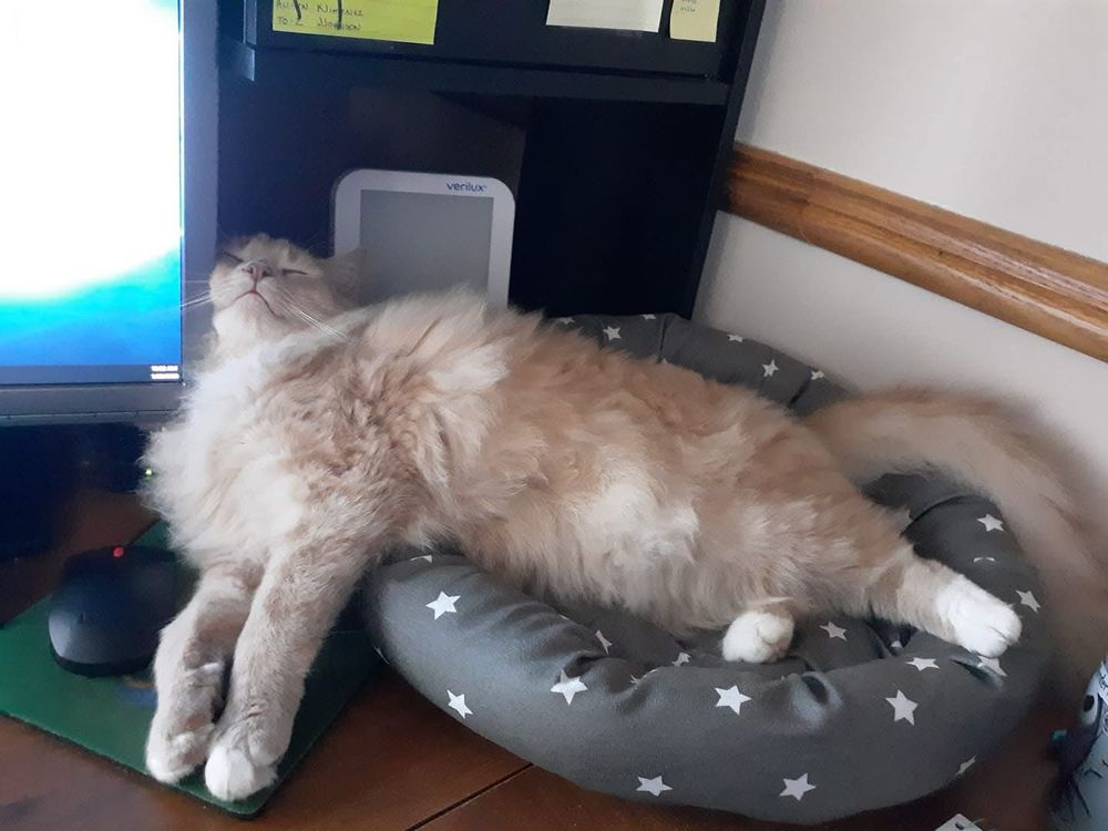 Fluffy orange cat sleeps in a silly pose, bottom half in a cat bed and top half resting against a computer monitor, head thrown back. He insists this is comfortable.