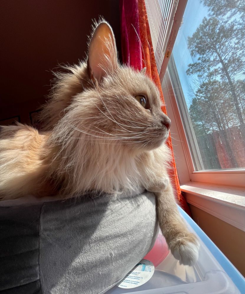 Unbearably cute orange fluffy cat lays on a pillow, gazing out the window overlooking a backyard and pine trees. He is not having deep thoughts.