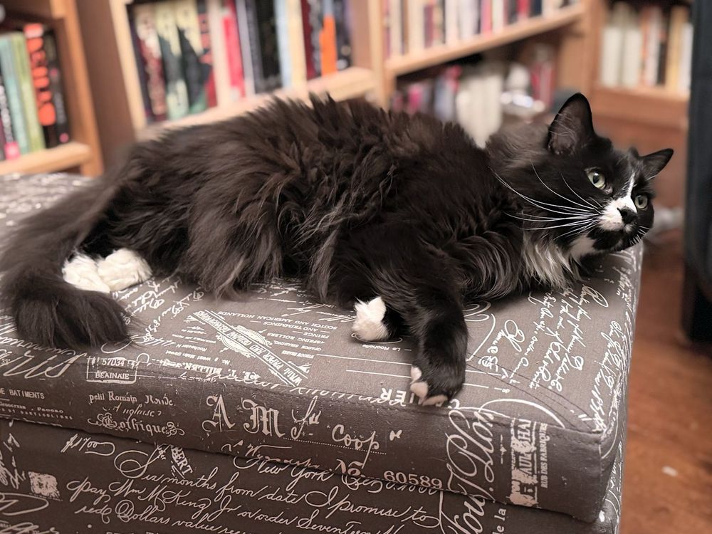 A fluffy black cat with a white nose and four white paws lays on a gray footrest, lifting his head and staring at something (his human Mama) off-camera.