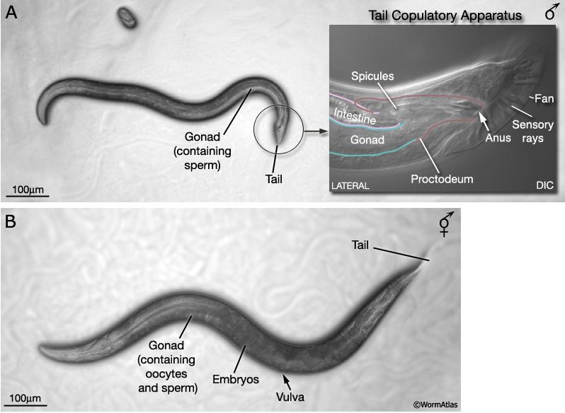 Diagram from Worm Atlas showing the tail copulatory apparatus of the male C. elegans
