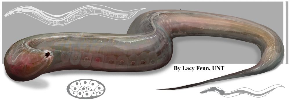 A rendered image of the C. elegans roundworm, with colour and details normally absent from macrophotography.