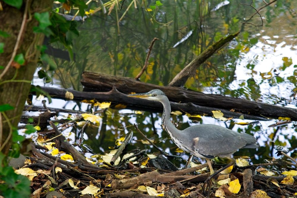"Heron wading in the rushes" - which always makes me think of Rand al'Thor.