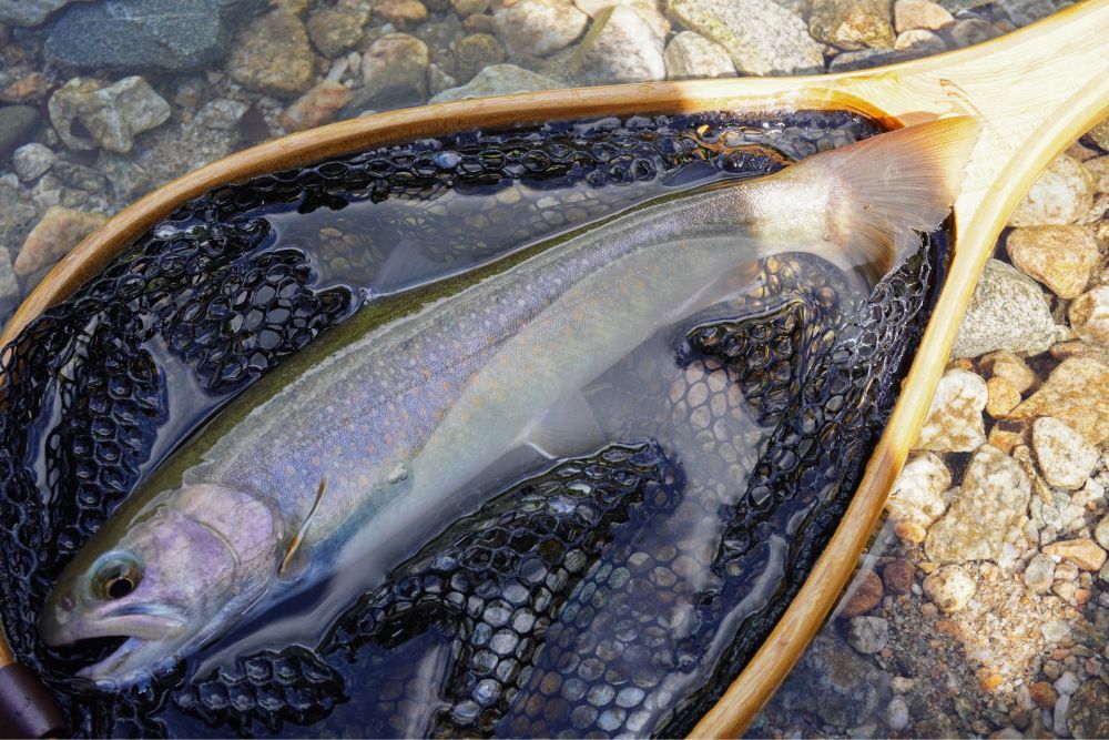 綺麗な魚体。良く食ってるのだろう。