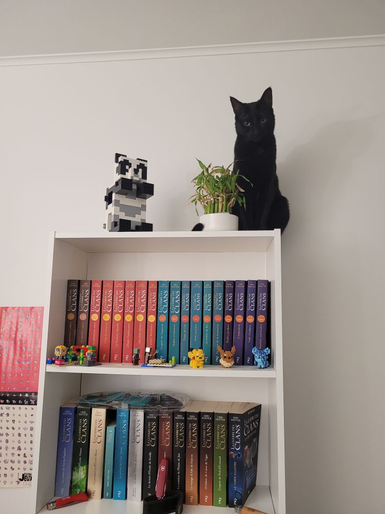 Chat noir posé OKLM au sommet d'une bibliothèque, à côté d'un bambou en pot.