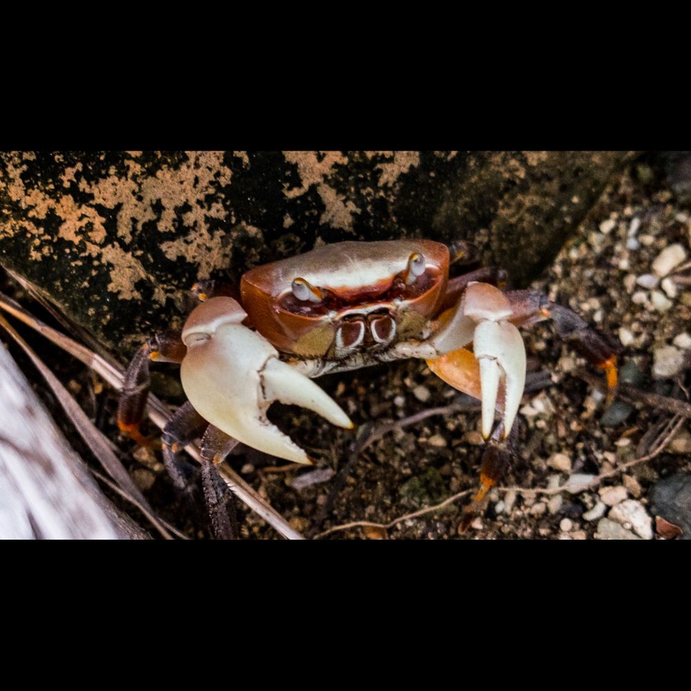 Crabs left the sea not once, but several times, in their evolution