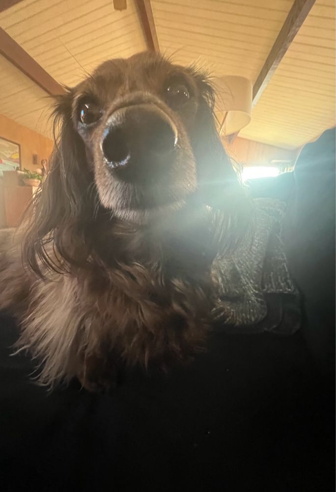 Close-up of a dachshund’s extremely boopable nose