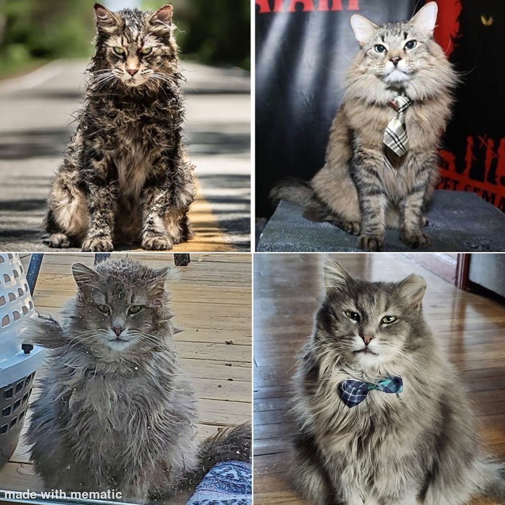 A side-by-side comparison of Church the cat from Pet Semetery and our cat Olivia, one before picture: church as his "dead" version, and Olivia when he was feral and looking just as sad and matted. Then the after photos of both brushed, bathed and looking very gentle and dapper, wearing little collar ties.