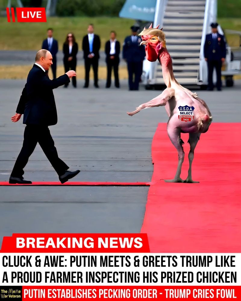 Putin walks down the red carpet on the tarmac at the airbase in Alaska where the worst failure of a summit ever happened (for the U.S.; it was a smashing success for Russia). He's approaching Donald Trump, in the form of a gigantic plucked chicken. Trump extends a wing.