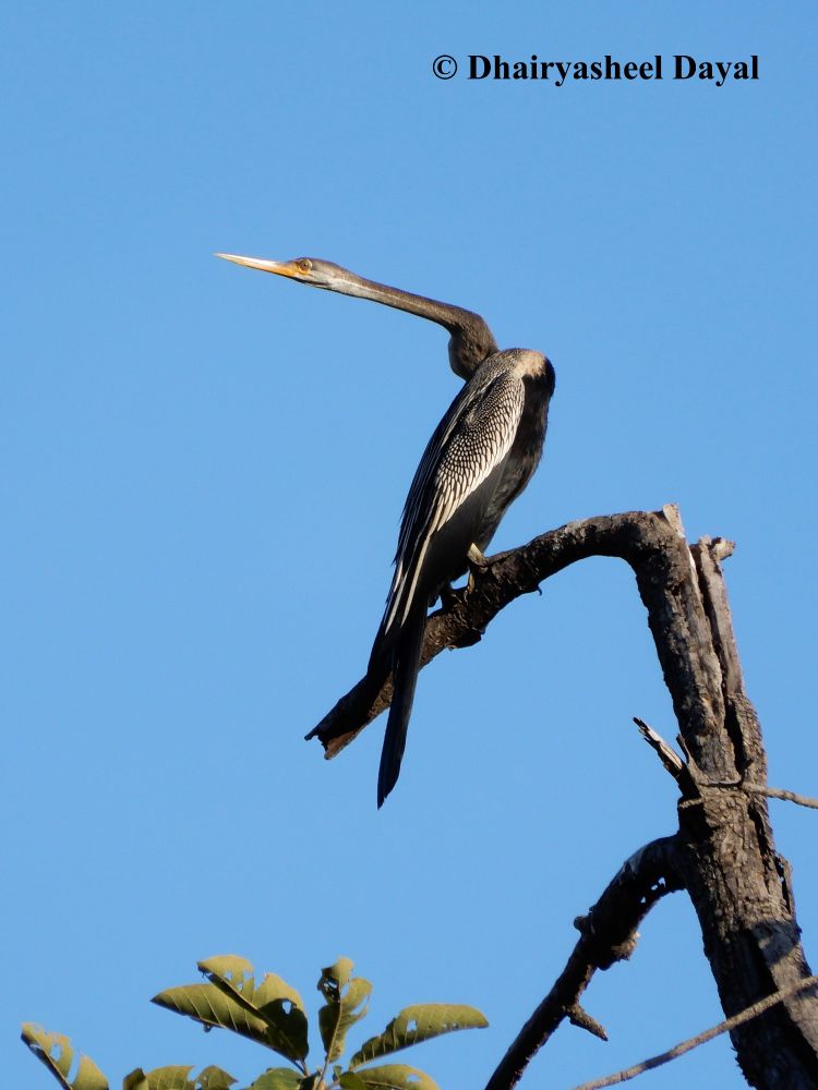 Oriental Darter Bird.

