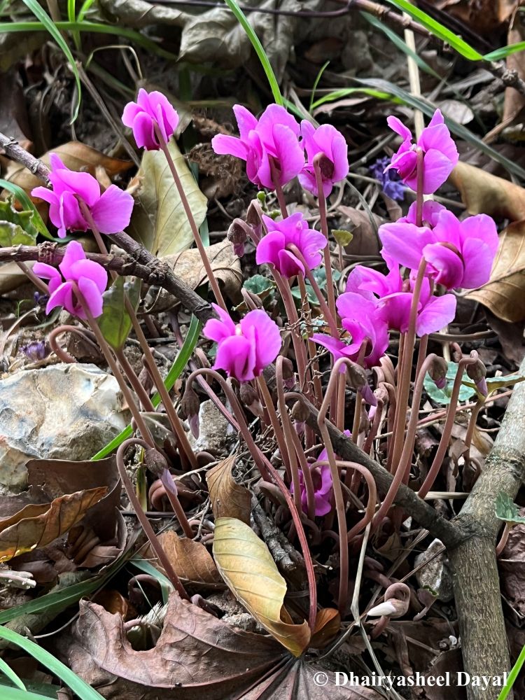Cyclamen Flowers.