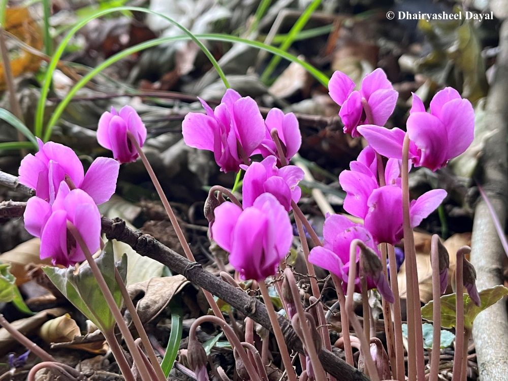 Cyclamen Flowers.