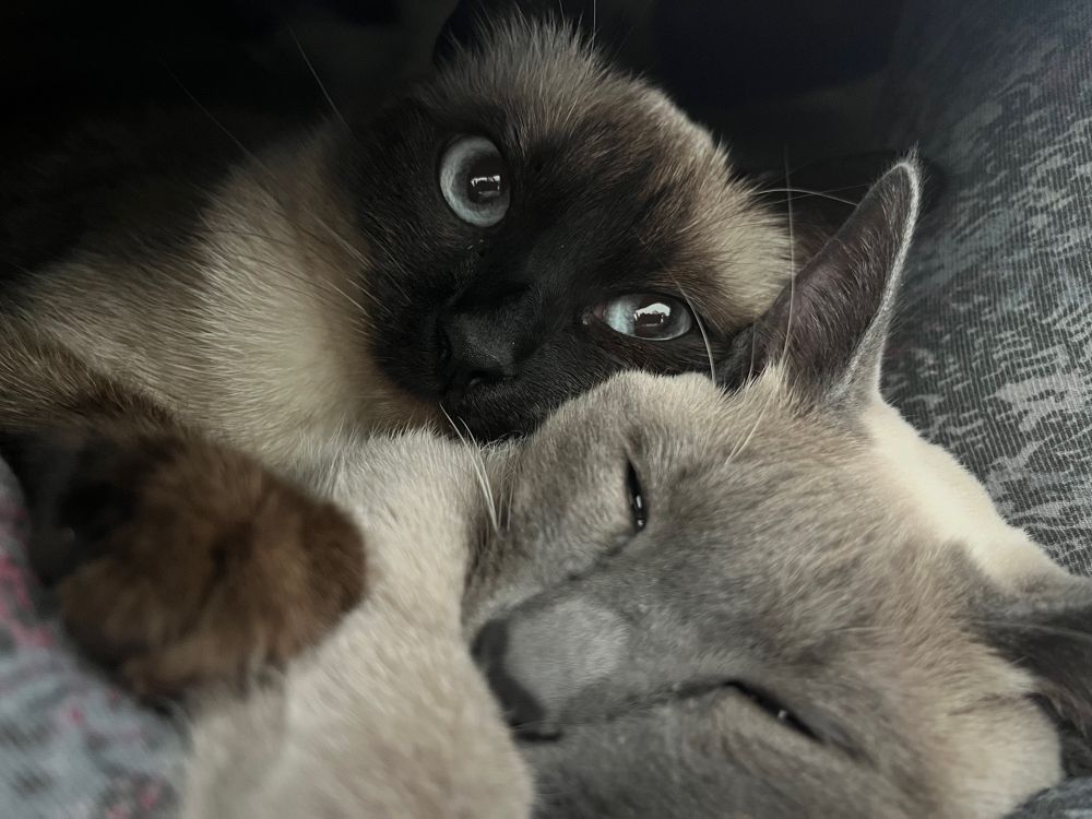 Zwei Thai-Siam-Katzen liegen aneinander gekuschelt im Bett.