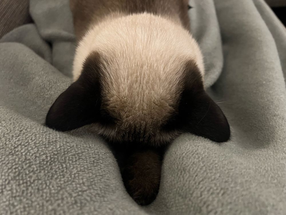 Emma, meine Katze, hat ihr Gesicht platt in eine Decke gedrückt und schläft. Was man hier nicht sieht, sind meine Fragen: „Wie bekommt sie so bloß Luft?“ / „Warum?“ / „Kann man so wirklich schlafen?“