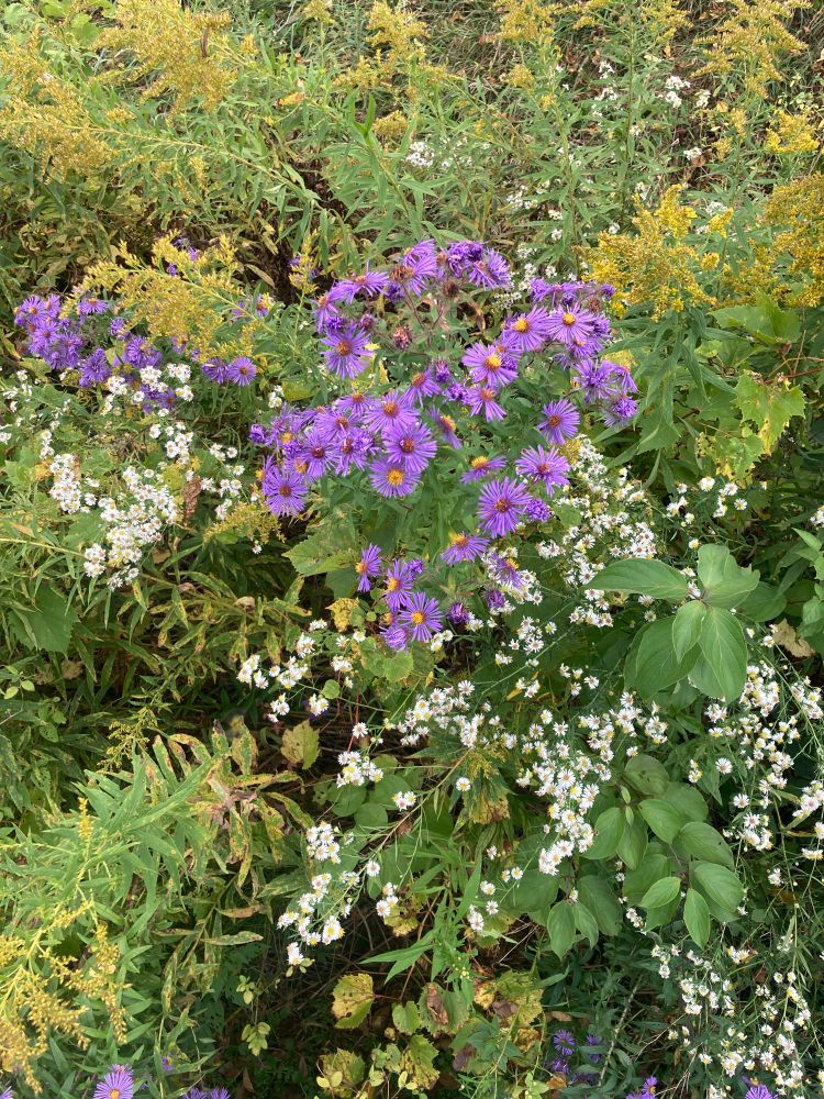 Chaos of wildflowers on the side of the road with goldenrod in the background, purple asters in the middle, and white wood asters on the periphery.