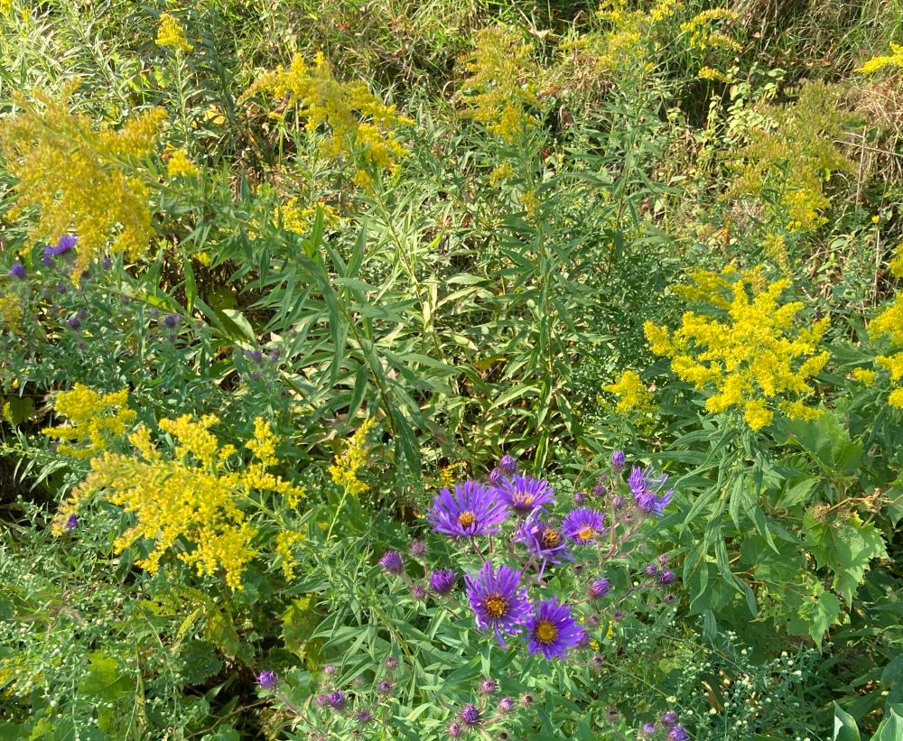 Purple asters surrounded by fluffy yellow goldenrod