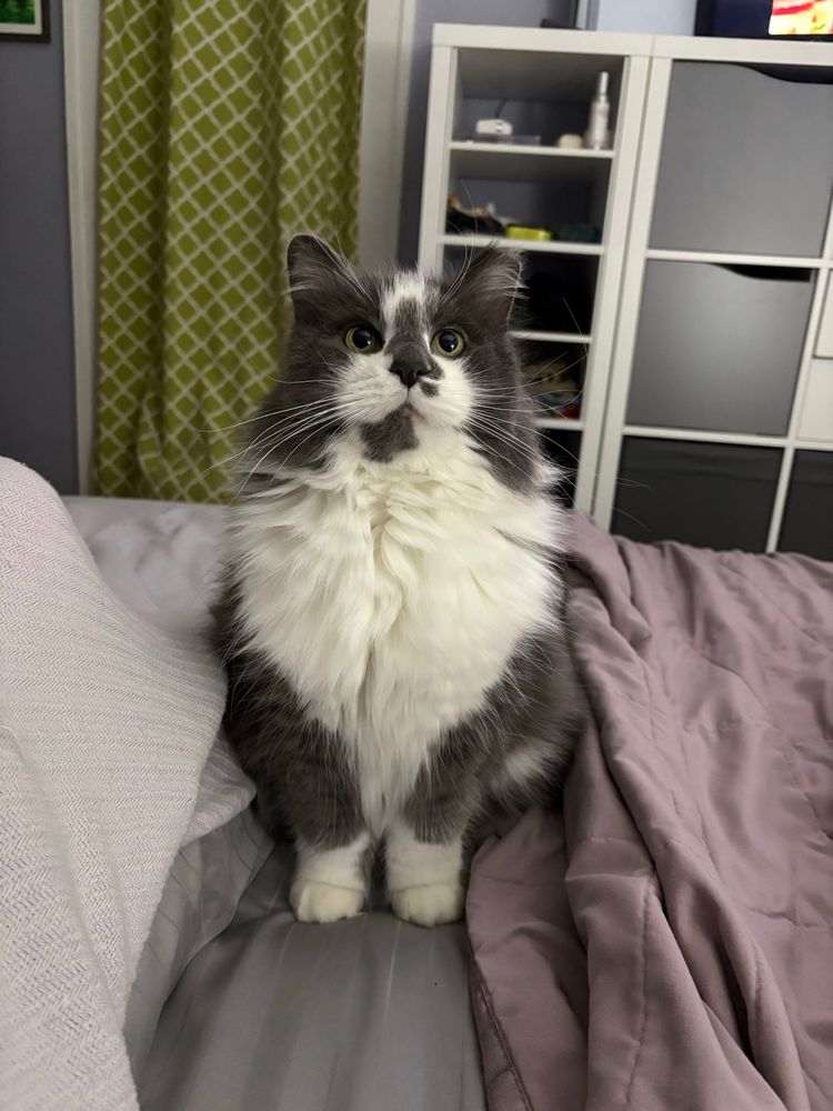 Photo of gray and whit tuxedo cat named Doctor John “Bear” Watson. 