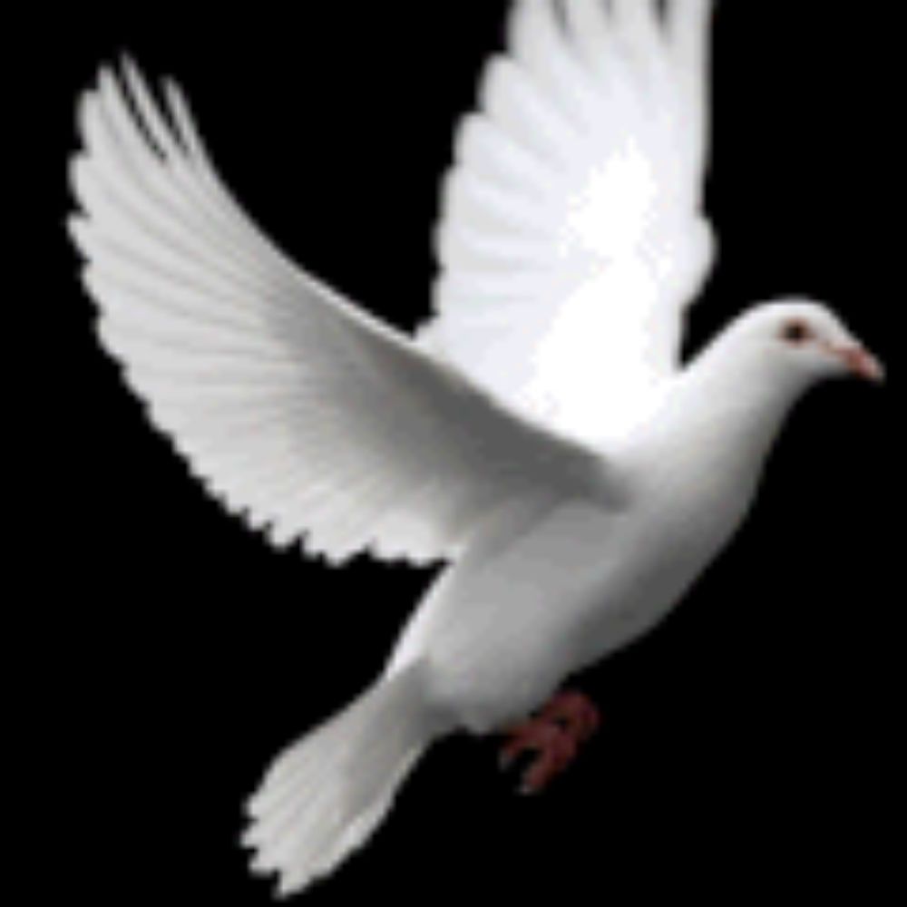 a white pigeon is flying on a black background