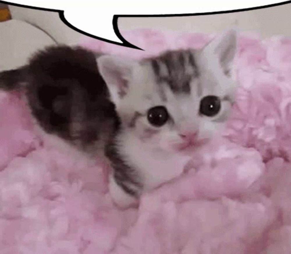 a small kitten is laying on a pink blanket with a speech bubble .