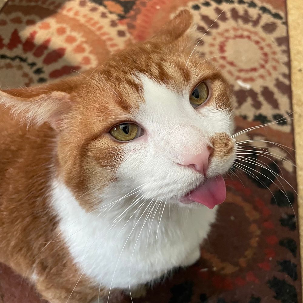 An orange and white cat with a pink snoot, his tongue is out!!