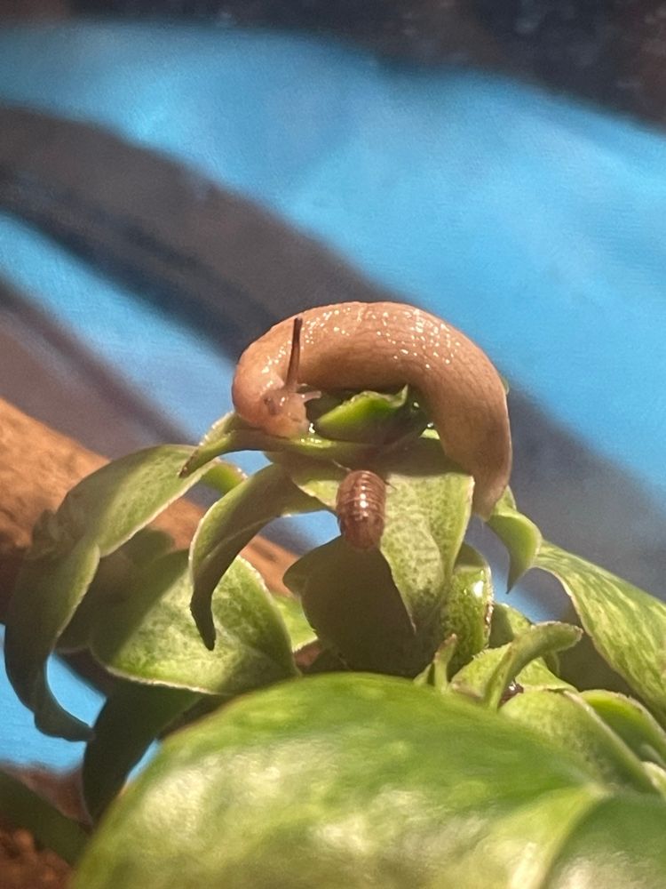 A garden slug and an isopod sitting on a succulent