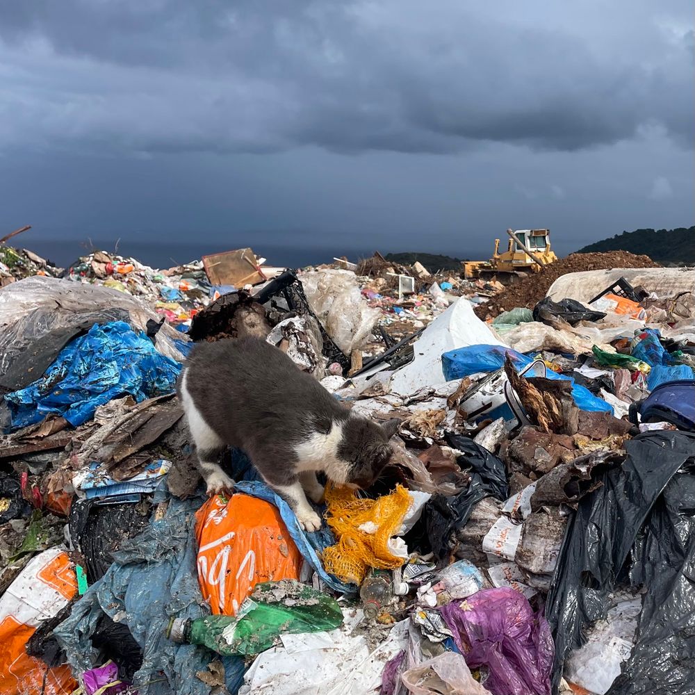 A cat scavenging in a pile of trash at an open-air dump