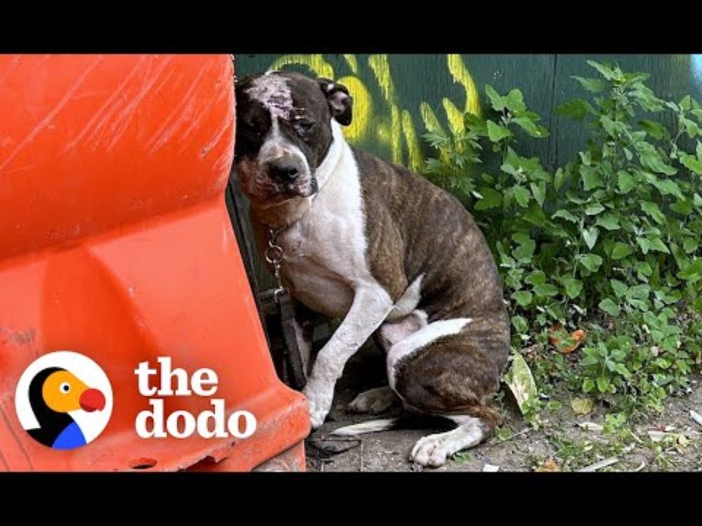 Pittie Abandoned On Chain In NYC Is Nothing But Love | The Dodo